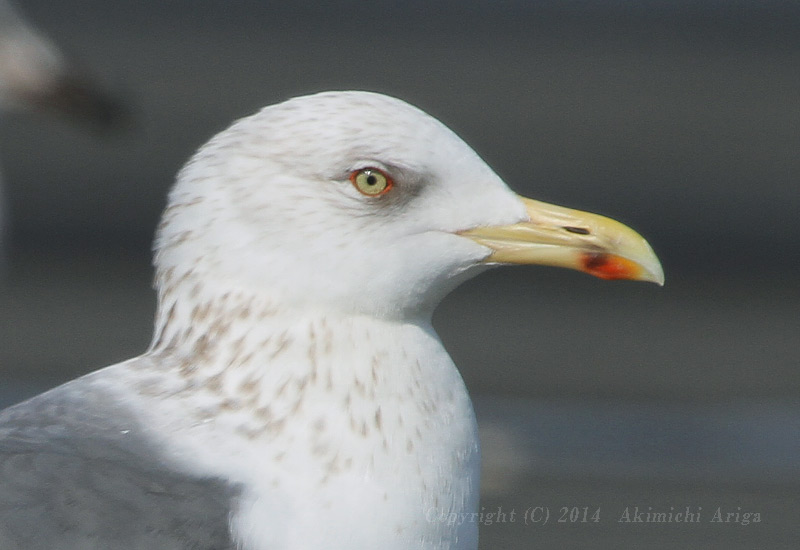 探鳥記録140226銚子 部分白化カモメ