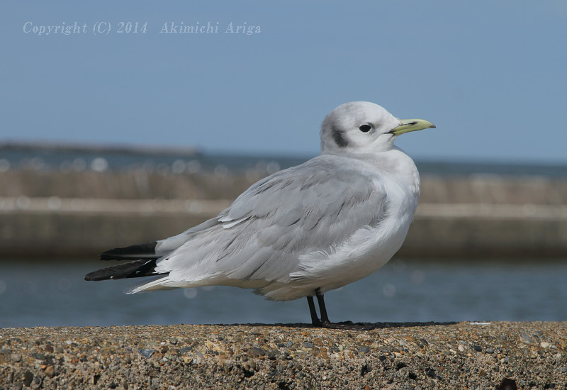 探鳥記録140226銚子 部分白化カモメ