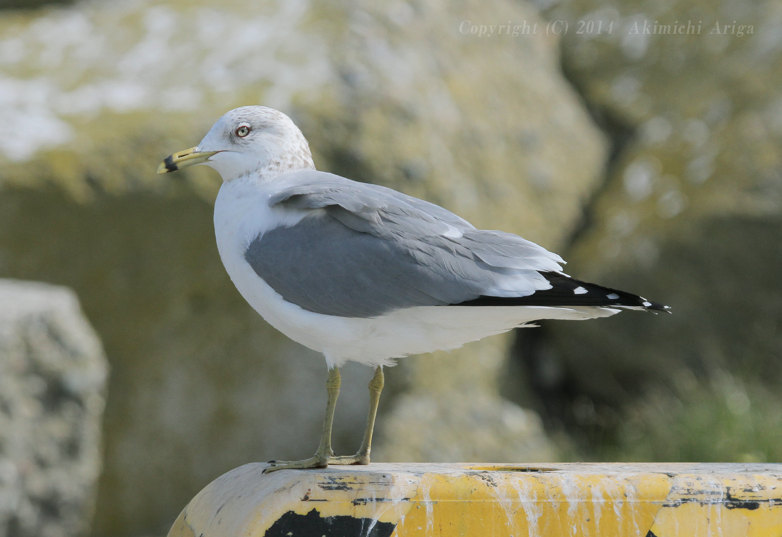 探鳥記録140226銚子 部分白化カモメ