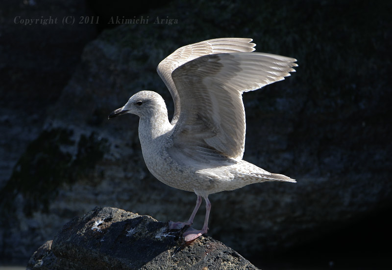 探鳥記録110305銚子 カモメ白変個体他