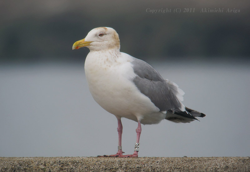 探鳥記録110402銚子 震災３週後の銚子